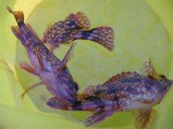 北公園でガシラ、小野浜でハネ