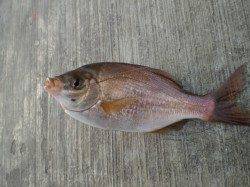 空港の根魚釣りに行ってきました！