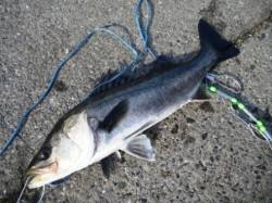 朝バネが良い感じ♪　泉大津RT6日あさ