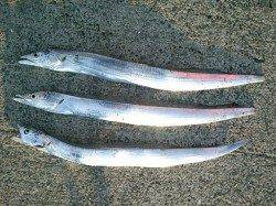 鉄鋼団地に嬉しい釣果が戻ってくれました♪