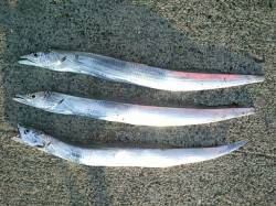 鉄鋼団地に嬉しい釣果が戻ってくれました♪