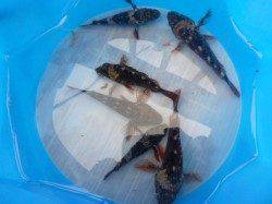 空港～北公園ＲＴ、ガシラとセイゴ