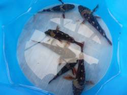 空港～北公園ＲＴ、ガシラとセイゴ