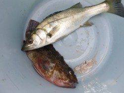 兵庫突堤ＲＴ、ハネ情報もあります