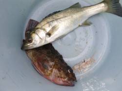 兵庫突堤ＲＴ、ハネ情報もあります 