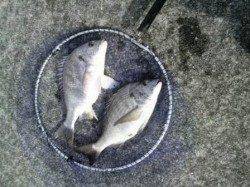 【芦屋のメタボチヌきてます！】南芦屋浜