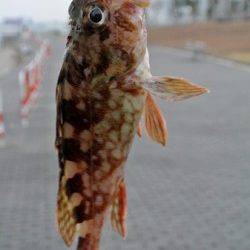 大阪南港 ちょい投げでガシラ＆アジゲット！