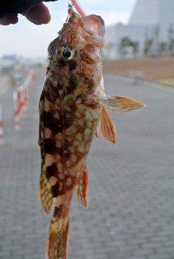 大阪南港 ちょい投げでガシラ＆アジゲット！