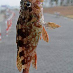 大阪南港 ちょい投げでガシラ＆アジゲット！