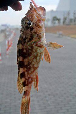 大阪南港 ちょい投げでガシラ＆アジゲット！