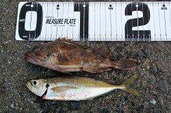 大阪南港 ちょい投げでガシラ＆アジゲット！