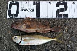 大阪南港 ちょい投げでガシラ＆アジゲット！…