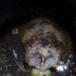 見老津のエギングでアオリイカ2ハイ☆