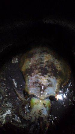 見老津のエギングでアオリイカ2ハイ☆