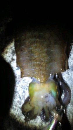 見老津のエギングでアオリイカ2ハイ☆