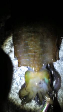 見老津のエギングでアオリイカ2ハイ☆