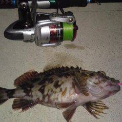 須磨、ボトム狙いに変えてガシラGET！