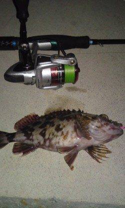 須磨、ボトム狙いに変えてガシラGET！