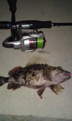 須磨、ボトム狙いに変えてガシラGET！