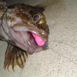 須磨、ボトム狙いに変えてガシラGET！