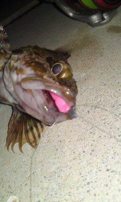 須磨、ボトム狙いに変えてガシラGET！