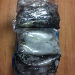 すさみの地磯にてヤエン釣り、1.5キロを頭に9杯ゲット！