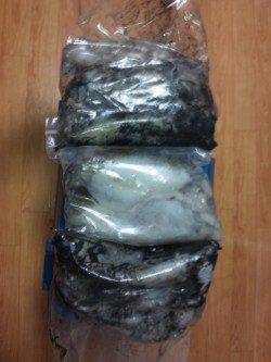 すさみの地磯にてヤエン釣り、1.5キロを頭に9杯ゲット！