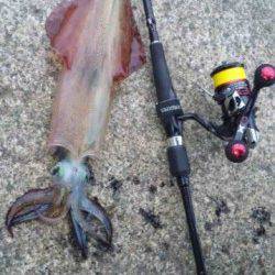 伊根エリア　本庄浜でエギング、アオリの他にヤリイカもいけそうです！