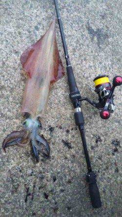 伊根エリア　本庄浜でエギング、アオリの他にヤリイカもいけそうです！