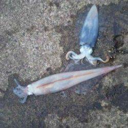 伊根エリア　本庄浜でエギング、アオリの他にヤリイカもいけそうです！