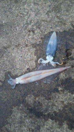 伊根エリア　本庄浜でエギング、アオリの他にヤリイカもいけそうです！