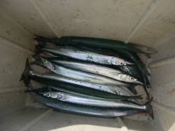 アジュールはサヨリがＧＯＯＤ【垂水店】