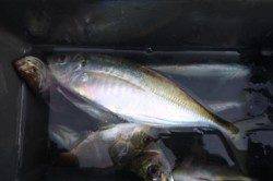 泉佐野食コン　ジャンボアジ♪