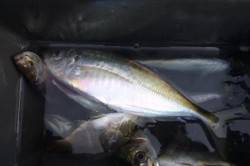 泉佐野食コン　ジャンボアジ♪