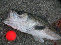 スズキ連発！泉大津リアルタイム　６日　夕方