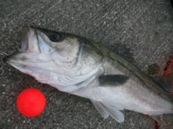 スズキ連発！泉大津リアルタイム　６日　夕方…