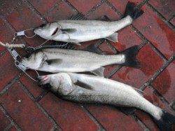 底撒き効果で！ハネ好調♪泉大津RT！夕方