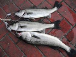 底撒き効果で！ハネ好調♪泉大津RT！夕方