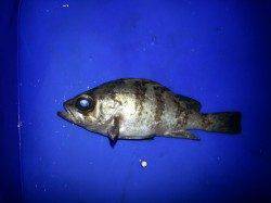 浅茂川漁港で朝まづめのメバル狙い