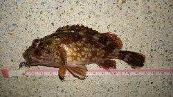 浅茂川漁港のメバリングでガシラの釣果・・・次回リベンジします！