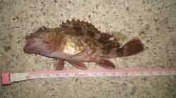 浅茂川漁港のメバリングでガシラの釣果・・・次回リベンジします！