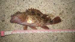 浅茂川漁港のメバリングでガシラの釣果・・・…