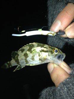 尾崎でメバリング、アッパーカットとガルプ使用