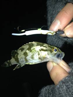 尾崎でメバリング、アッパーカットとガルプ使…