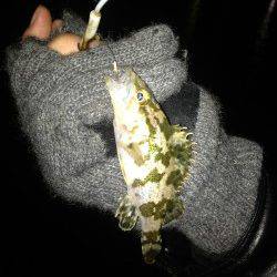 尾崎でメバリング、アッパーカットとガルプ使用