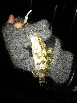 尾崎でメバリング、アッパーカットとガルプ使用