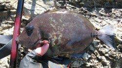 見老津の沖磯（牛の首）でのグレ調査！！