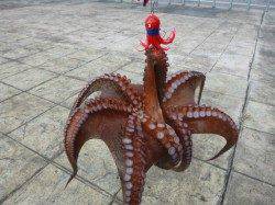 北公園　兵突ＲＴ、１ｋのタコなど