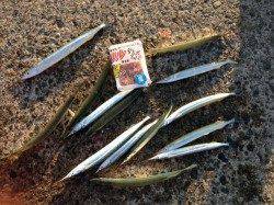 サヨリ警報継続中！！アジュール舞子