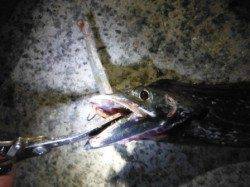 【タチウオ今日も釣れてます♪】南芦屋浜